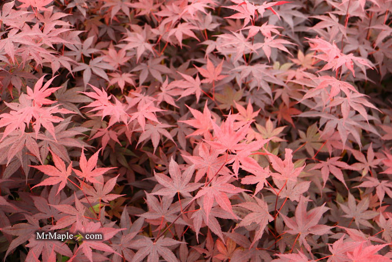 - FOR PICK UP ONLY | Acer palmatum 'Bloodgood' Red Japanese Maple Tree | DOES NOT SHIP - Mr Maple │ Buy Japanese Maple Trees