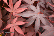 - FOR PICK UP ONLY | Acer palmatum 'Bloodgood' Red Japanese Maple Tree | DOES NOT SHIP - Mr Maple │ Buy Japanese Maple Trees