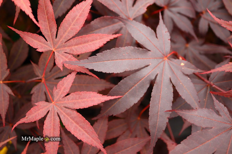 - FOR PICK UP ONLY | Acer palmatum 'Bloodgood' Red Japanese Maple Tree | DOES NOT SHIP - Mr Maple │ Buy Japanese Maple Trees