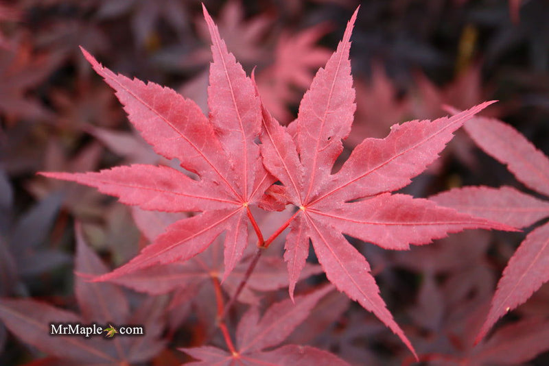 - FOR PICK UP ONLY | Acer palmatum 'Bloodgood' Red Japanese Maple Tree | DOES NOT SHIP - Mr Maple │ Buy Japanese Maple Trees
