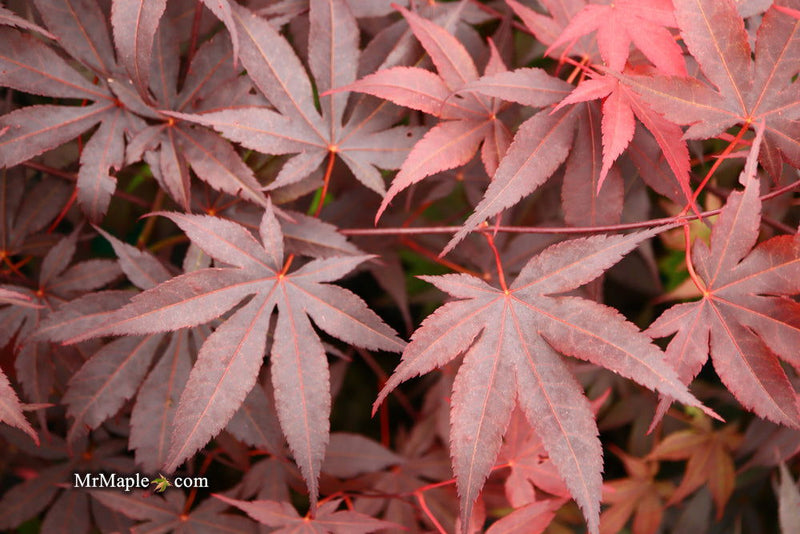 - FOR PICK UP ONLY | Acer palmatum 'Bloodgood' Red Japanese Maple Tree | DOES NOT SHIP - Mr Maple │ Buy Japanese Maple Trees