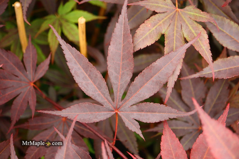 - FOR PICK UP ONLY | Acer palmatum 'Bloodgood' Red Japanese Maple Tree | DOES NOT SHIP - Mr Maple │ Buy Japanese Maple Trees