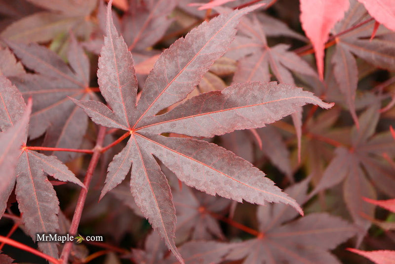 - FOR PICK UP ONLY | Acer palmatum 'Bloodgood' Red Japanese Maple Tree | DOES NOT SHIP - Mr Maple │ Buy Japanese Maple Trees