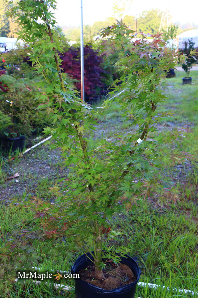 - FOR PICK UP ONLY | Acer palmatum 'Cosmos' Japanese Maple | DOES NOT SHIP - Mr Maple │ Buy Japanese Maple Trees