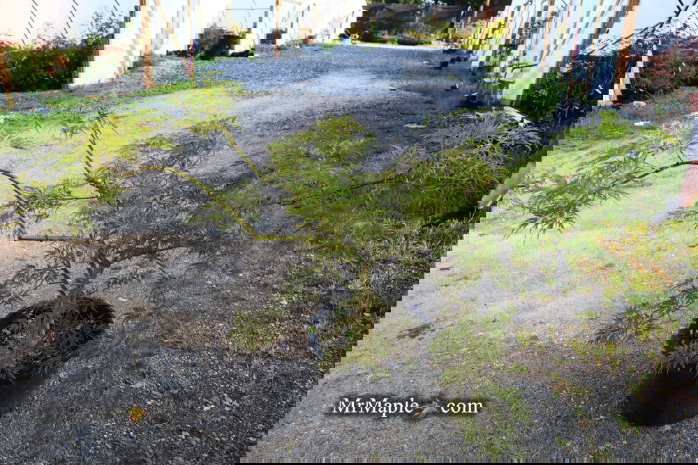 Buy Acer palmatum 'Emma' Weeping Japanese Maple — Mr Maple │ Buy