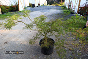 - FOR PICK UP ONLY | Acer palmatum 'Emma' Weeping Japanese Maple | DOES NOT SHIP - Mr Maple │ Buy Japanese Maple Trees