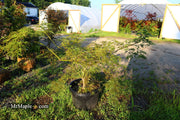 - FOR PICK UP ONLY | Acer palmatum 'Emma' Weeping Japanese Maple | DOES NOT SHIP - Mr Maple │ Buy Japanese Maple Trees
