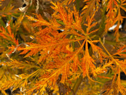 - FOR PICK UP ONLY | Acer palmatum 'Emma' Weeping Japanese Maple | DOES NOT SHIP - Mr Maple │ Buy Japanese Maple Trees