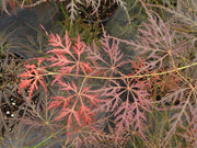 - FOR PICK UP ONLY | Acer palmatum 'Emma' Weeping Japanese Maple | DOES NOT SHIP - Mr Maple │ Buy Japanese Maple Trees