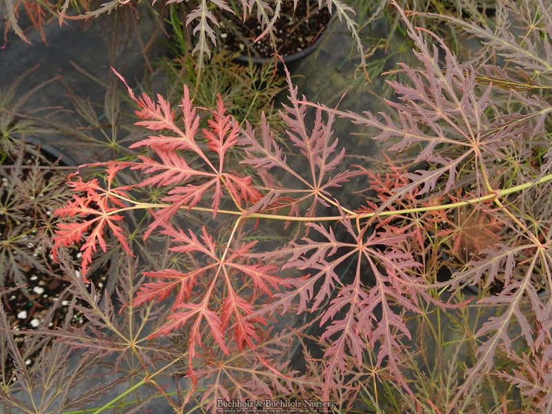 - FOR PICK UP ONLY | Acer palmatum 'Emma' Weeping Japanese Maple | DOES NOT SHIP - Mr Maple │ Buy Japanese Maple Trees