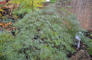 - FOR PICK UP ONLY | Acer palmatum 'Emma' Weeping Japanese Maple | DOES NOT SHIP - Mr Maple │ Buy Japanese Maple Trees