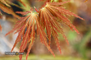 - FOR PICK UP ONLY | Acer palmatum 'Emma' Weeping Japanese Maple | DOES NOT SHIP - Mr Maple │ Buy Japanese Maple Trees