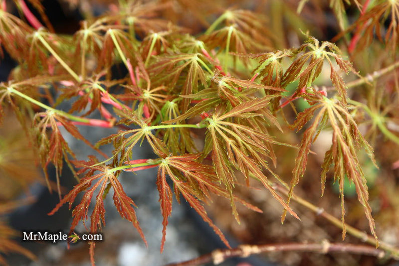 - FOR PICK UP ONLY | Acer palmatum 'Emma' Weeping Japanese Maple | DOES NOT SHIP - Mr Maple │ Buy Japanese Maple Trees