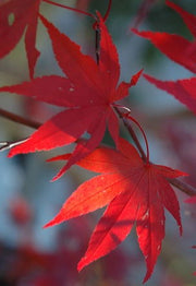 - FOR PICK UP ONLY | Acer palmatum 'Emperor 1' Japanese Maple Tree | DOES NOT SHIP - Mr Maple │ Buy Japanese Maple Trees