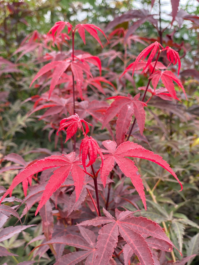 - FOR PICK UP ONLY | Acer palmatum 'Emperor 1' Japanese Maple Tree | DOES NOT SHIP - Mr Maple │ Buy Japanese Maple Trees