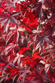 - FOR PICK UP ONLY | Acer palmatum 'Emperor 1' Japanese Maple Tree | DOES NOT SHIP - Mr Maple │ Buy Japanese Maple Trees