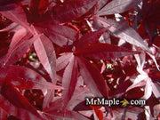 - FOR PICK UP ONLY | Acer palmatum 'Emperor 1' Japanese Maple Tree | DOES NOT SHIP - Mr Maple │ Buy Japanese Maple Trees