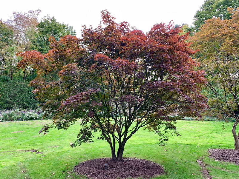 - FOR PICK UP ONLY | Acer palmatum 'Emperor 1' Japanese Maple Tree | DOES NOT SHIP - Mr Maple │ Buy Japanese Maple Trees