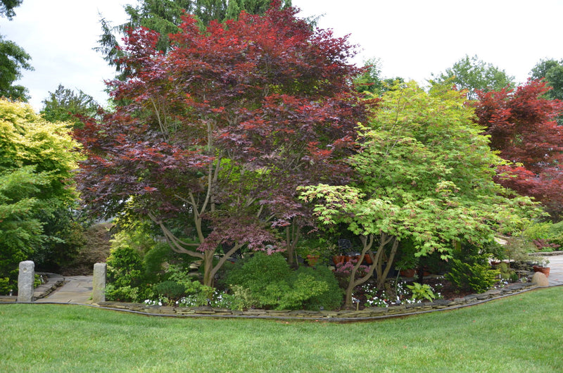 - FOR PICK UP ONLY | Acer palmatum 'Emperor 1' Japanese Maple Tree | DOES NOT SHIP - Mr Maple │ Buy Japanese Maple Trees