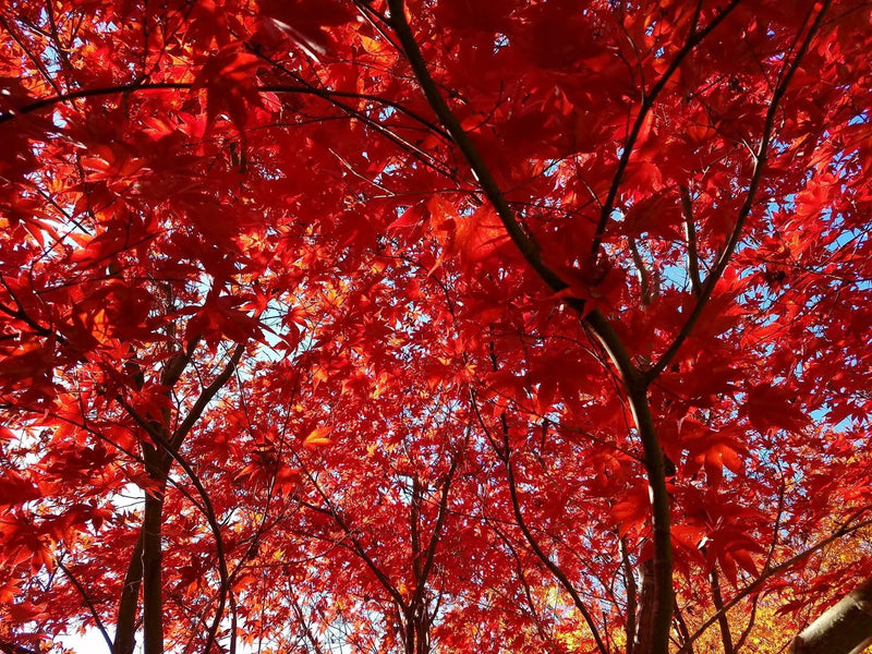 - FOR PICK UP ONLY | Acer palmatum 'Emperor 1' Japanese Maple Tree | DOES NOT SHIP - Mr Maple │ Buy Japanese Maple Trees