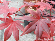 - FOR PICK UP ONLY | Acer palmatum 'Emperor 1' Japanese Maple Tree | DOES NOT SHIP - Mr Maple │ Buy Japanese Maple Trees