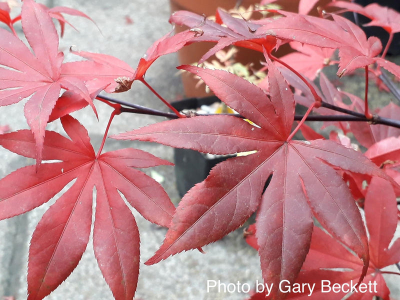 - FOR PICK UP ONLY | Acer palmatum 'Emperor 1' Japanese Maple Tree | DOES NOT SHIP - Mr Maple │ Buy Japanese Maple Trees