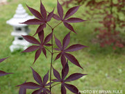 - FOR PICK UP ONLY | Acer palmatum 'Emperor 1' Japanese Maple Tree | DOES NOT SHIP - Mr Maple │ Buy Japanese Maple Trees