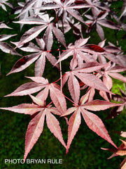 - FOR PICK UP ONLY | Acer palmatum 'Emperor 1' Japanese Maple Tree | DOES NOT SHIP - Mr Maple │ Buy Japanese Maple Trees