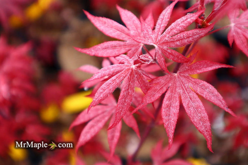 - FOR PICK UP ONLY | Acer palmatum 'Emperor 1' Japanese Maple Tree | DOES NOT SHIP - Mr Maple │ Buy Japanese Maple Trees