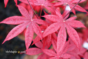 - FOR PICK UP ONLY | Acer palmatum 'Emperor 1' Japanese Maple Tree | DOES NOT SHIP - Mr Maple │ Buy Japanese Maple Trees