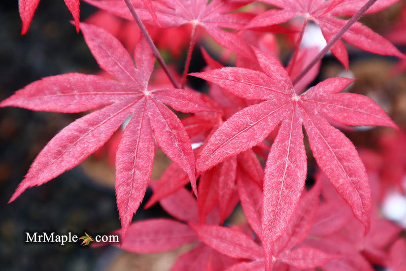 - FOR PICK UP ONLY | Acer palmatum 'Emperor 1' Japanese Maple Tree | DOES NOT SHIP - Mr Maple │ Buy Japanese Maple Trees