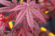 - FOR PICK UP ONLY | Acer palmatum 'Emperor 1' Japanese Maple Tree | DOES NOT SHIP - Mr Maple │ Buy Japanese Maple Trees
