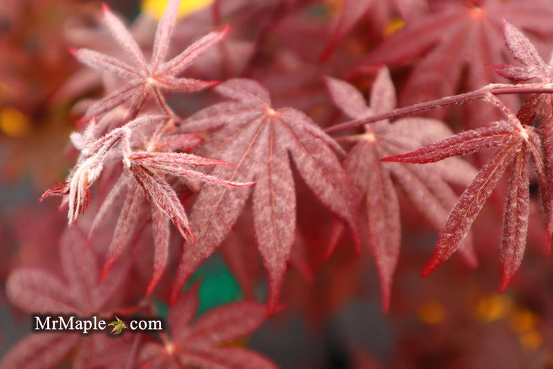 - FOR PICK UP ONLY | Acer palmatum 'Emperor 1' Japanese Maple Tree | DOES NOT SHIP - Mr Maple │ Buy Japanese Maple Trees
