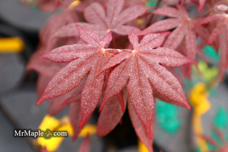 - FOR PICK UP ONLY | Acer palmatum 'Emperor 1' Japanese Maple Tree | DOES NOT SHIP - Mr Maple │ Buy Japanese Maple Trees