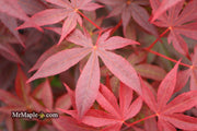 - FOR PICK UP ONLY | Acer palmatum 'Emperor 1' Japanese Maple Tree | DOES NOT SHIP - Mr Maple │ Buy Japanese Maple Trees