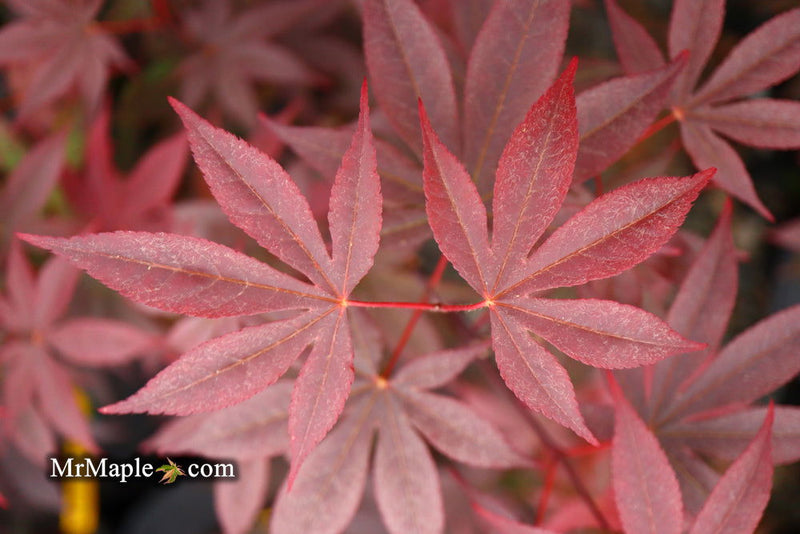 - FOR PICK UP ONLY | Acer palmatum 'Emperor 1' Japanese Maple Tree | DOES NOT SHIP - Mr Maple │ Buy Japanese Maple Trees