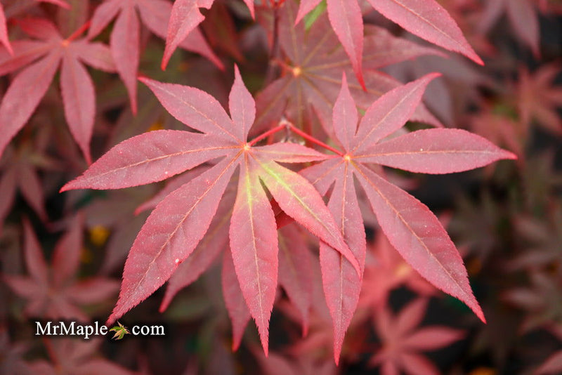 - FOR PICK UP ONLY | Acer palmatum 'Emperor 1' Japanese Maple Tree | DOES NOT SHIP - Mr Maple │ Buy Japanese Maple Trees