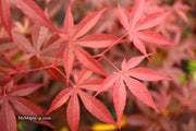 - FOR PICK UP ONLY | Acer palmatum 'Emperor 1' Japanese Maple Tree | DOES NOT SHIP - Mr Maple │ Buy Japanese Maple Trees