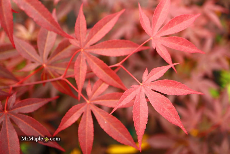 - FOR PICK UP ONLY | Acer palmatum 'Emperor 1' Japanese Maple Tree | DOES NOT SHIP - Mr Maple │ Buy Japanese Maple Trees