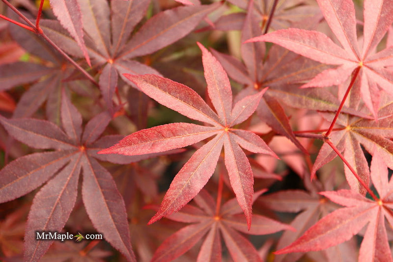 - FOR PICK UP ONLY | Acer palmatum 'Emperor 1' Japanese Maple Tree | DOES NOT SHIP - Mr Maple │ Buy Japanese Maple Trees