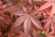 - FOR PICK UP ONLY | Acer palmatum 'Emperor 1' Japanese Maple Tree | DOES NOT SHIP - Mr Maple │ Buy Japanese Maple Trees