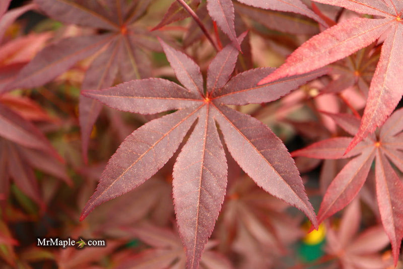 - FOR PICK UP ONLY | Acer palmatum 'Emperor 1' Japanese Maple Tree | DOES NOT SHIP - Mr Maple │ Buy Japanese Maple Trees