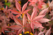 - FOR PICK UP ONLY | Acer palmatum 'Emperor 1' Japanese Maple Tree | DOES NOT SHIP - Mr Maple │ Buy Japanese Maple Trees