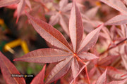 - FOR PICK UP ONLY | Acer palmatum 'Emperor 1' Japanese Maple Tree | DOES NOT SHIP - Mr Maple │ Buy Japanese Maple Trees