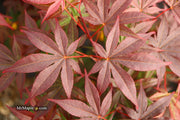 - FOR PICK UP ONLY | Acer palmatum 'Emperor 1' Japanese Maple Tree | DOES NOT SHIP - Mr Maple │ Buy Japanese Maple Trees
