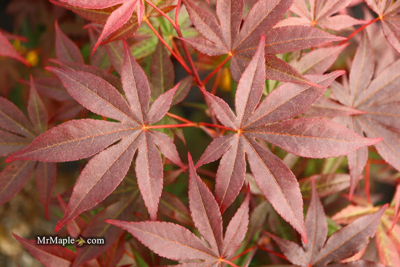 - FOR PICK UP ONLY | Acer palmatum 'Emperor 1' Japanese Maple Tree | DOES NOT SHIP - Mr Maple │ Buy Japanese Maple Trees