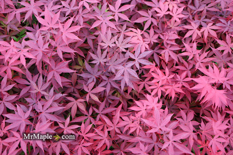 - FOR PICK UP ONLY | Acer palmatum 'Emperor 1' Japanese Maple Tree | DOES NOT SHIP - Mr Maple │ Buy Japanese Maple Trees