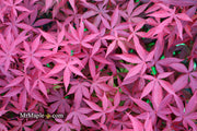 - FOR PICK UP ONLY | Acer palmatum 'Emperor 1' Japanese Maple Tree | DOES NOT SHIP - Mr Maple │ Buy Japanese Maple Trees