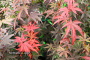 - FOR PICK UP ONLY | Acer palmatum 'Emperor 1' Japanese Maple Tree | DOES NOT SHIP - Mr Maple │ Buy Japanese Maple Trees