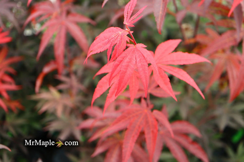- FOR PICK UP ONLY | Acer palmatum 'Emperor 1' Japanese Maple Tree | DOES NOT SHIP - Mr Maple │ Buy Japanese Maple Trees